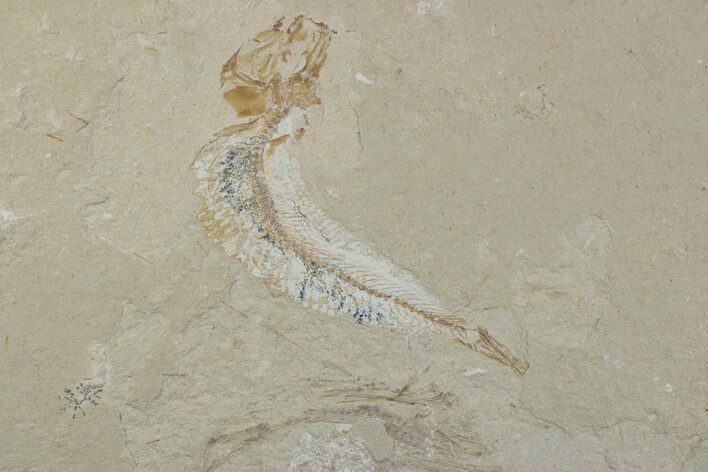 Cretaceous Fossil Fish (Gaudryella) - Lebanon #376363